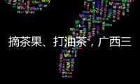 摘茶果、打油茶，广西三江油茶横蛮遨游节喜爱性十足！